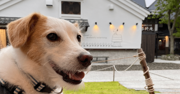 湯布院犬