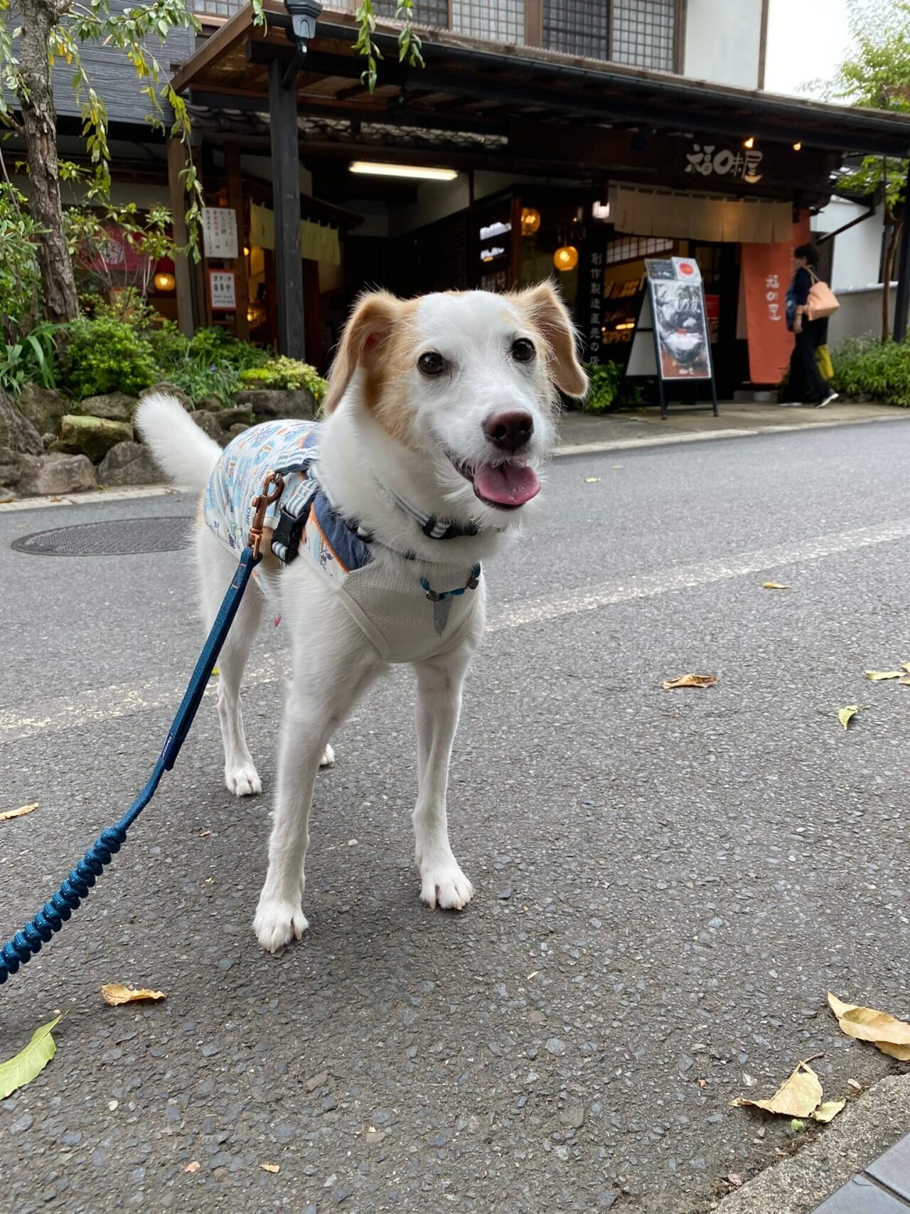 由布院犬