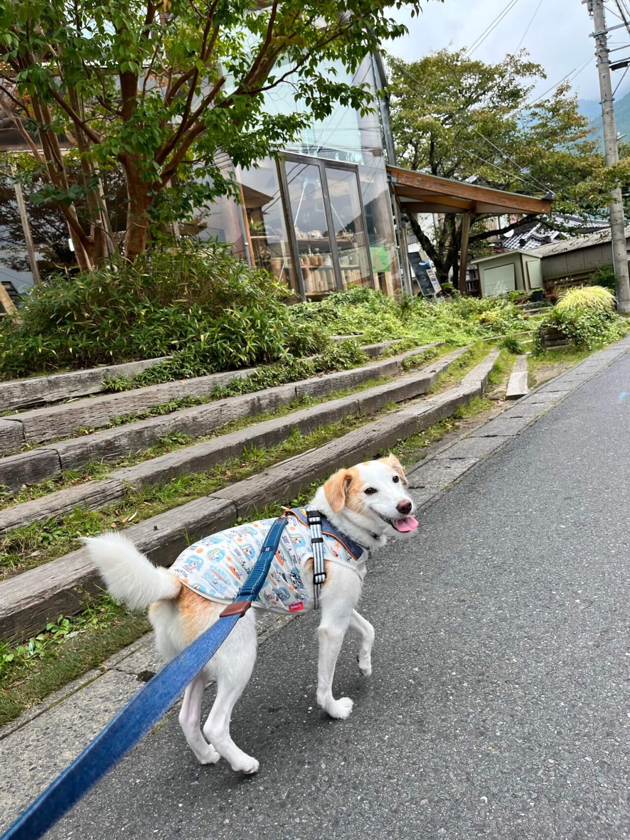 由布院犬