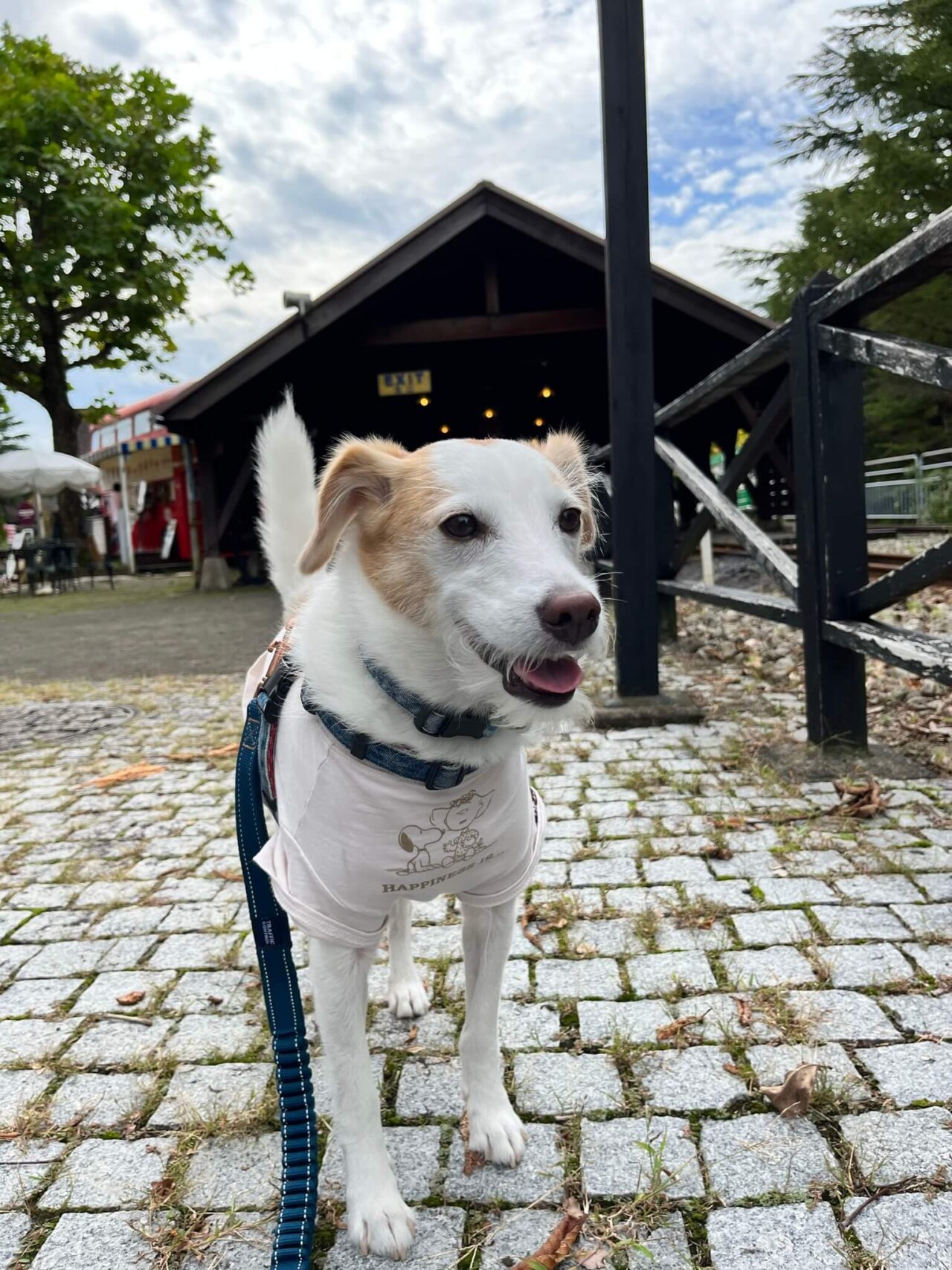 修善寺虹の郷犬