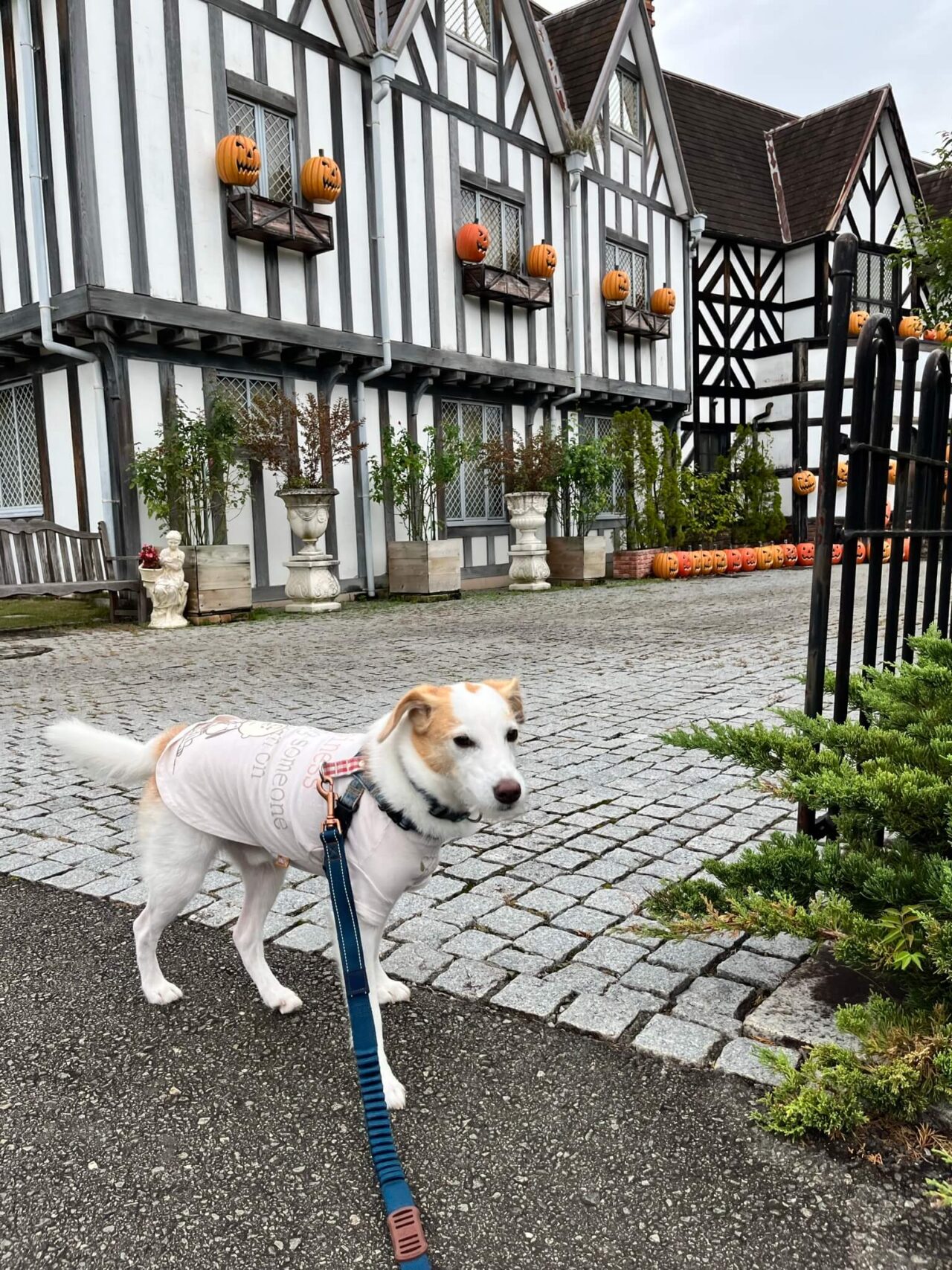 修善寺虹の郷イギリス村犬