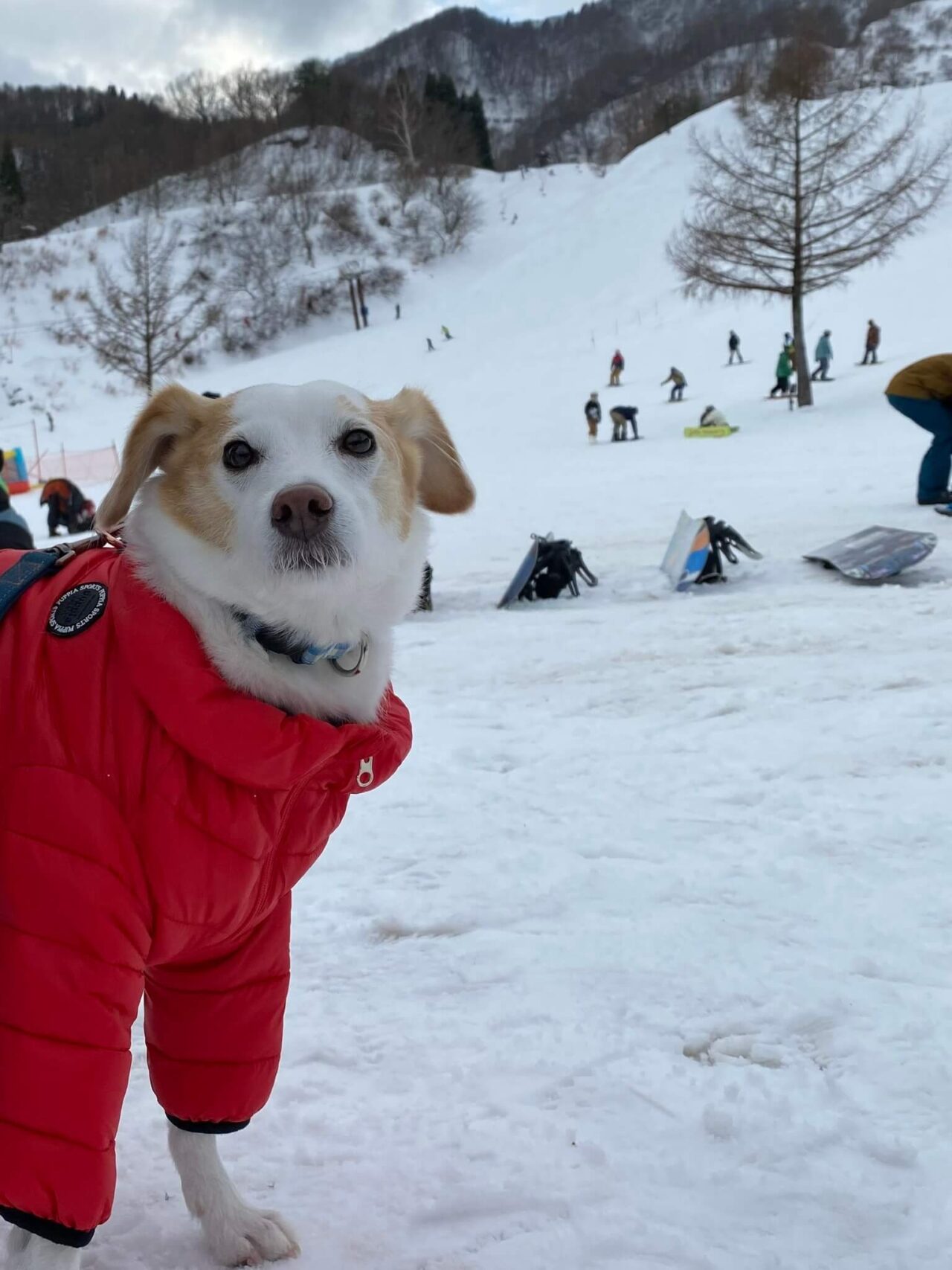 おじろスキー場犬