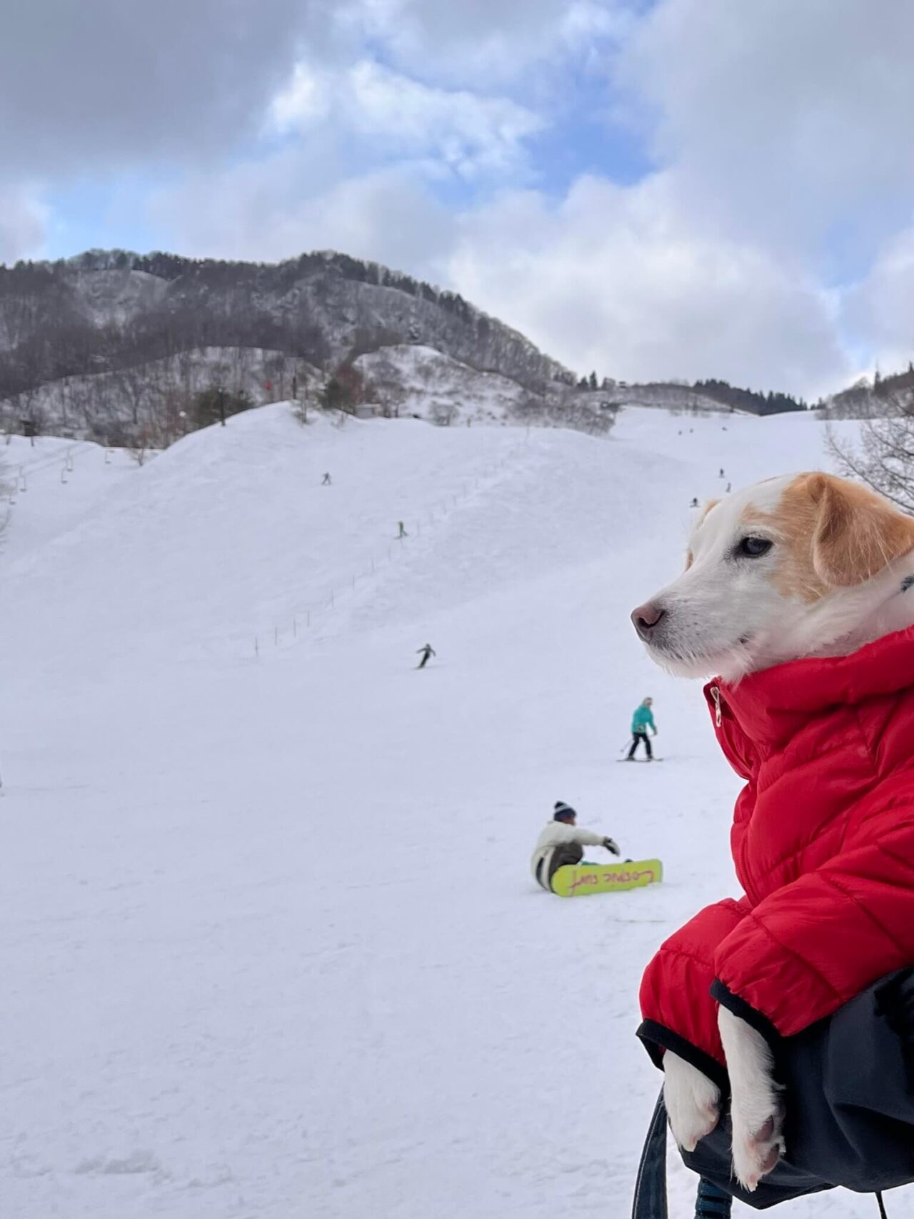 おじろスキー場犬