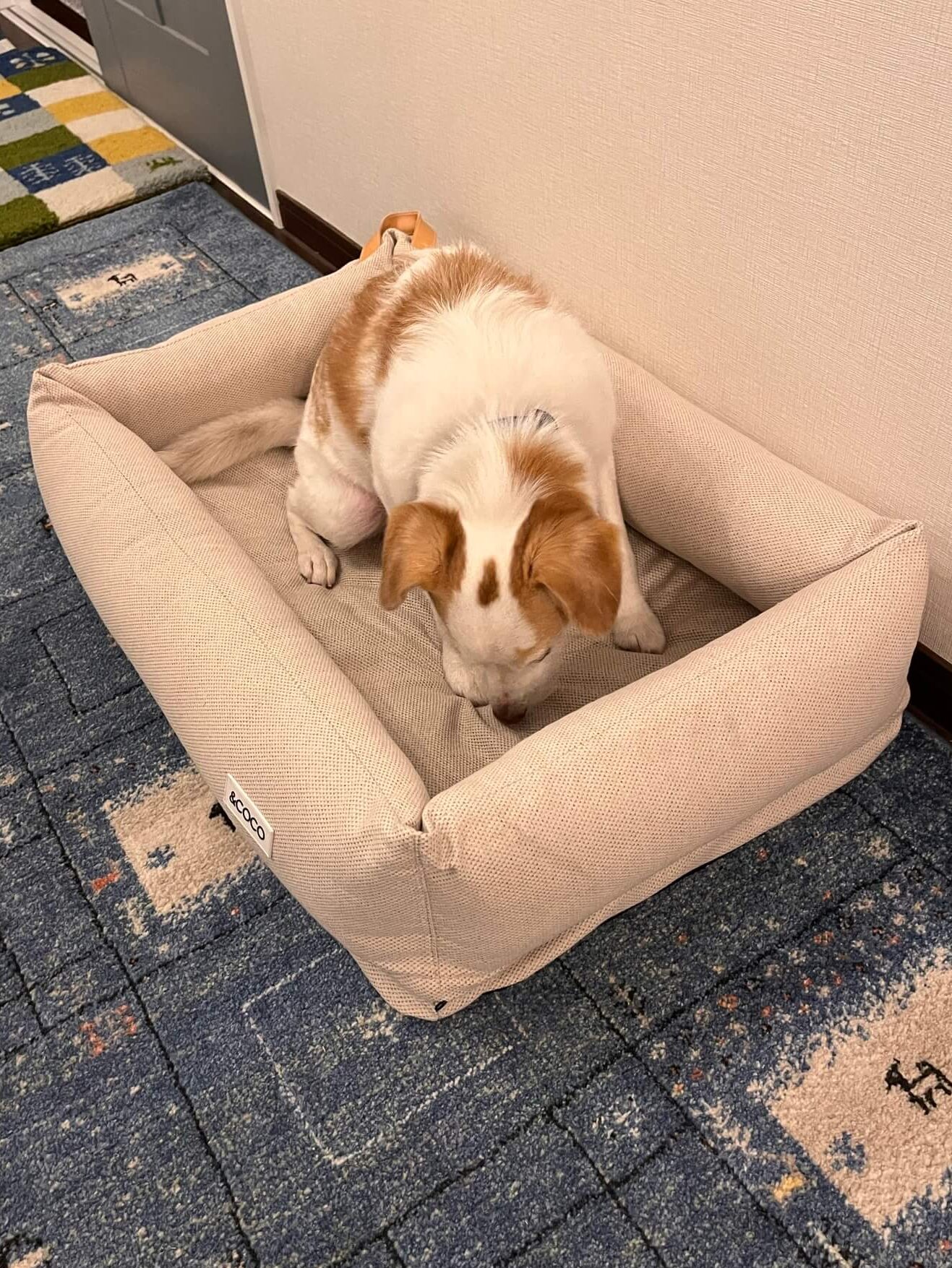 ＆COCO犬用ベッド