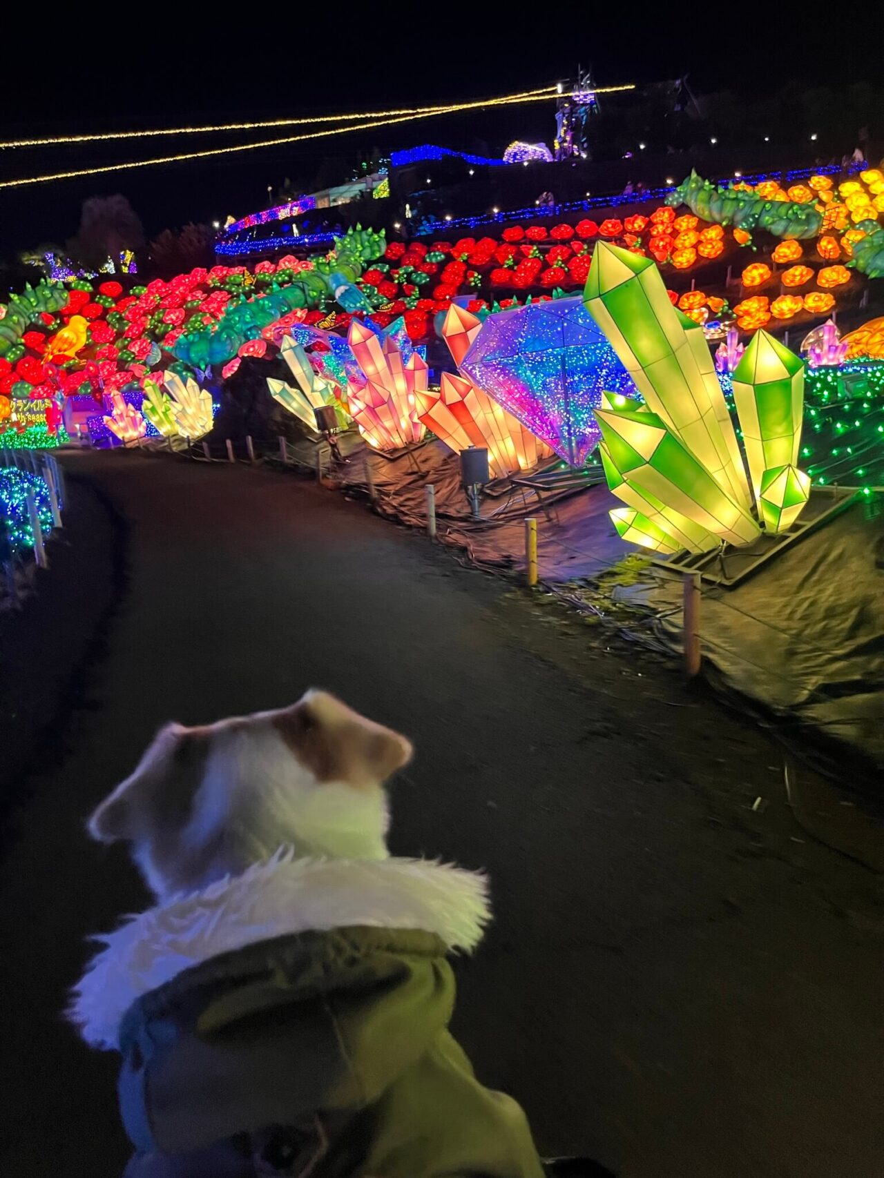 伊豆高原グランイルミ犬連れ