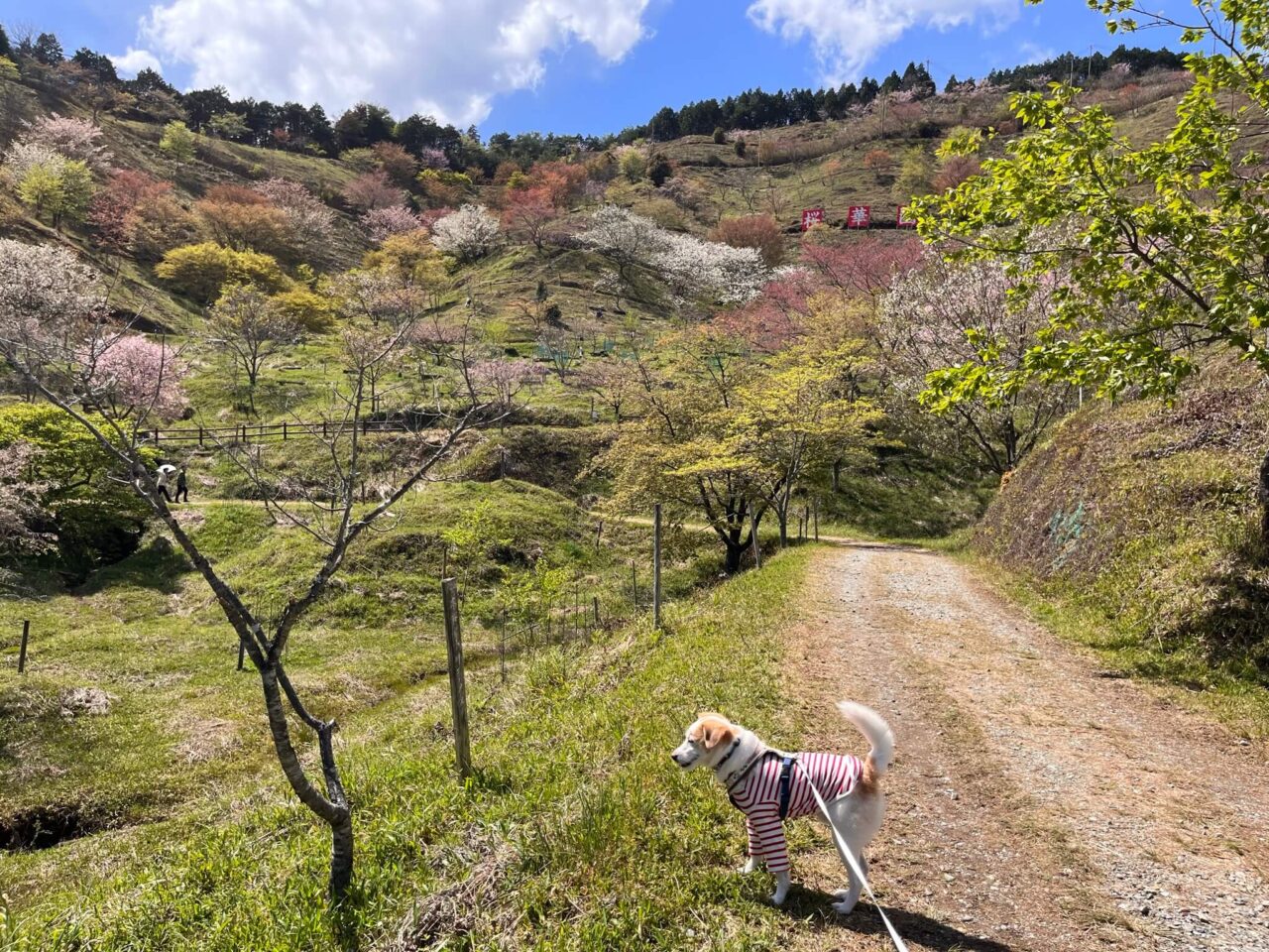 桜華園犬連れ