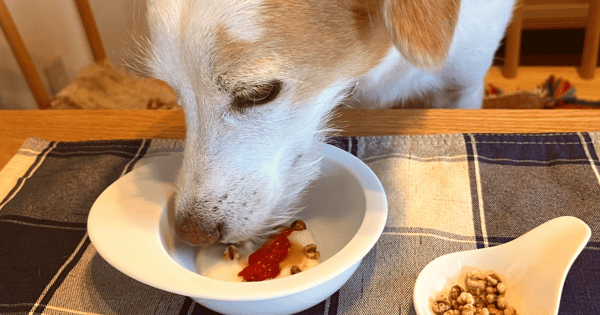 犬はと麦おやつ