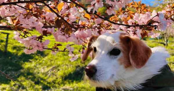 桜華園犬連れ