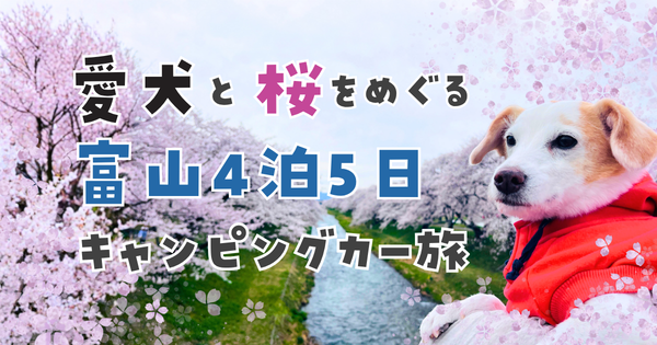 あさひ舟川「春の四重奏」で桜並木を楽しむ犬