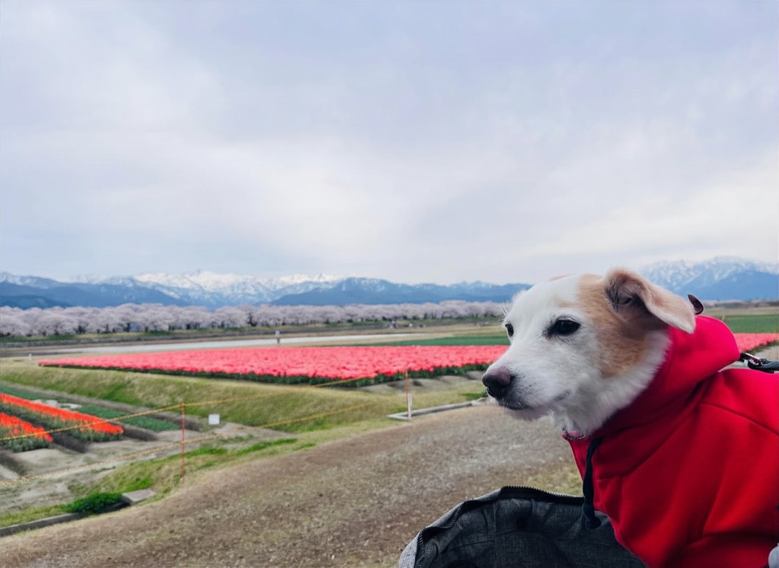 あさひ舟川「春の四重奏」