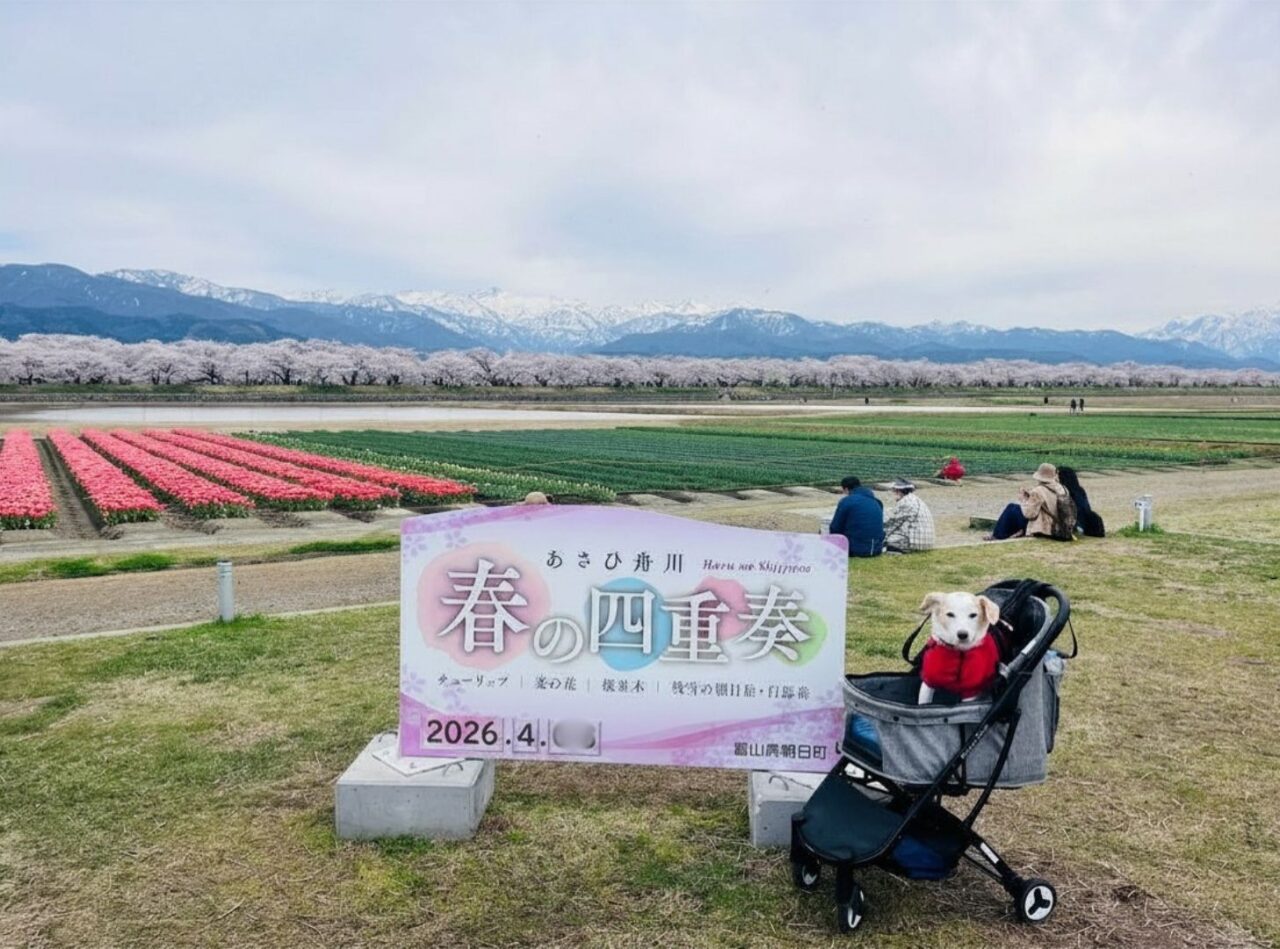 あさひ舟川「春の四重奏」