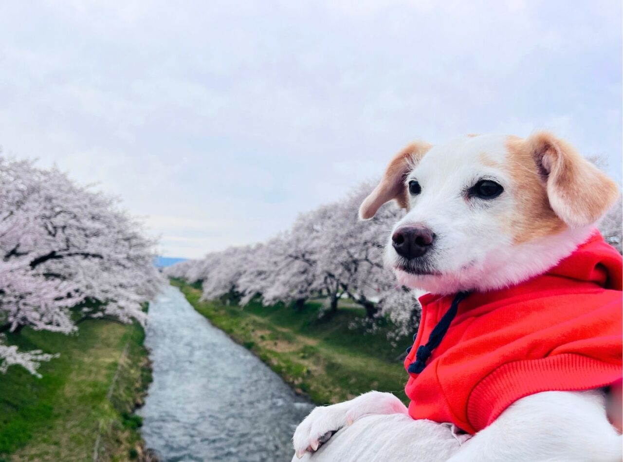 あさひ舟川「春の四重奏」