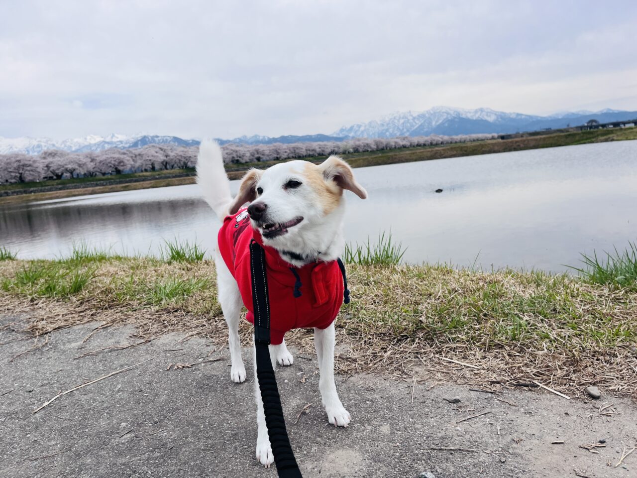 あさひ舟川「春の四重奏」