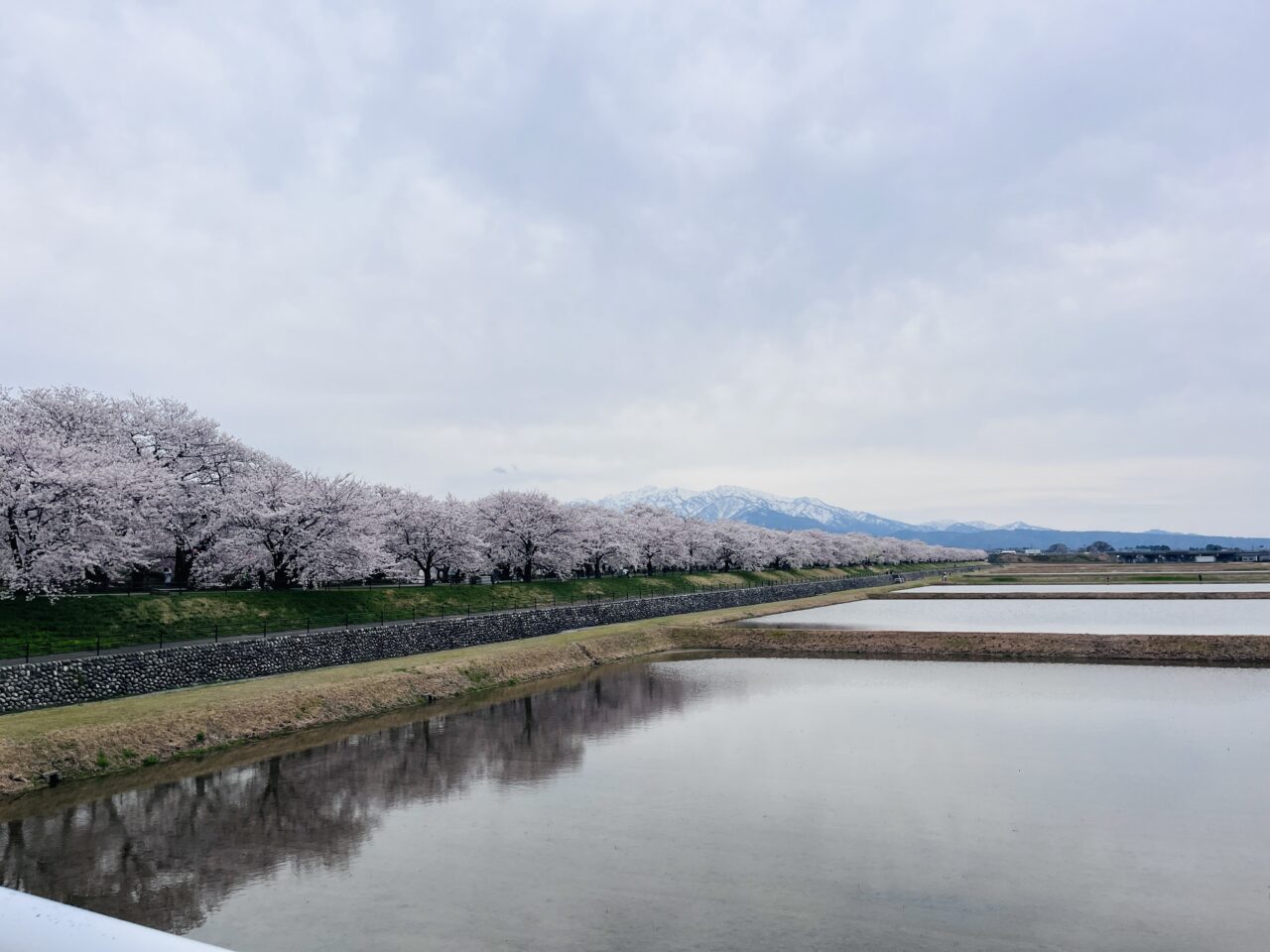 あさひ舟川「春の四重奏」