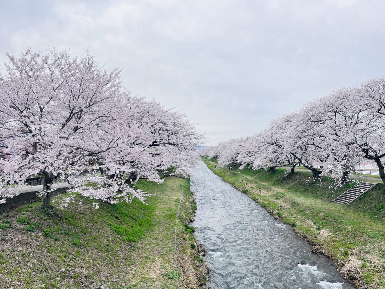 あさひ舟川「春の四重奏」